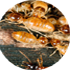 termite_control_Noida